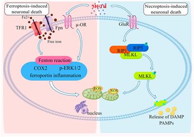 Molecular mechanisms of programmed cell death in methamphetamine-induced neuronal damage